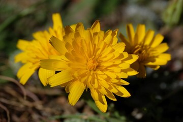 Close up of yellow flowers of Leontodon saxatilis, met in Morocco, Atlas Mountains.