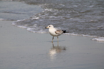 Seagull at Myrtle Beach, SC