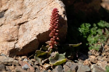 Umbilicus rupestris, navelwort, penny-pies or wall pennywort, is edible flowering plant. It has medical properties. Met in Morocco, Atlas Mountains
