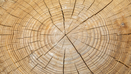 Fototapeta premium Cross section of a tree trunk showing its annual growth rings