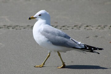 Seagull at Myrtle Beach, SC