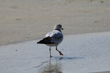 Seagull at Myrtle Beach, SC