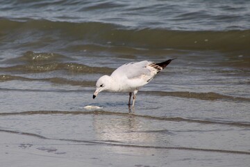 Seagull at Myrtle Beach, SC