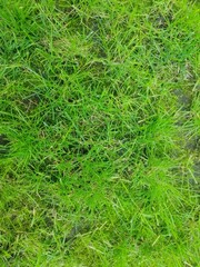 Close-up of grass blades showing intricate texture. Morning light enhances vibrant green tones of well-maintained lawn. Soft carpet of green grass demonstrates perfect landscape condition. empty