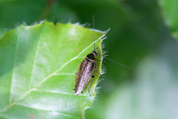 Forest cockroach, Ectobius sylvestris, on a plant