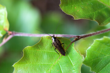 Forest cockroach, Ectobius sylvestris, on a plant