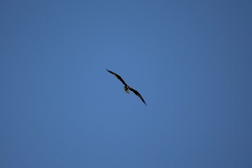 Obraz premium Osprey flying over Myrtle Beach, SC