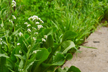 Fresh green wild plants with small white flowers growing along walking path in spring park. Plants thrive in natural environment. White wildflowers bloom among lush green leaves in natural park.