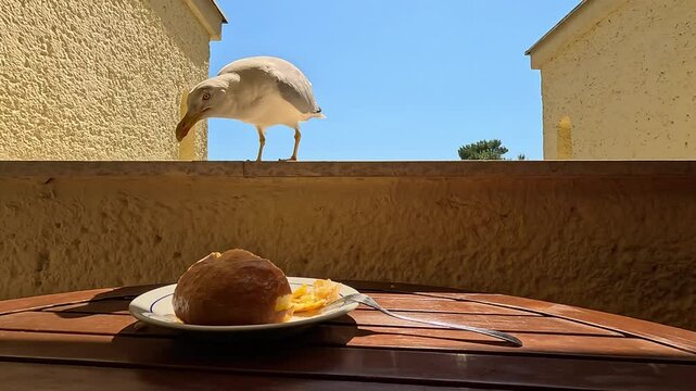 A curious seagull peers over a balcony ledge at a plate of food on a sunny patio, suggesting opportunistic wildlife behavior.