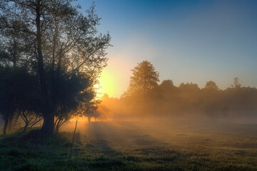 Misty Forest at Sunrise