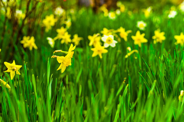 Beautiful abstract spring background with yellow narcissus flowers.