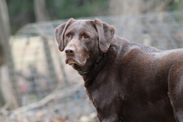 Chocolate Labrador Retriever