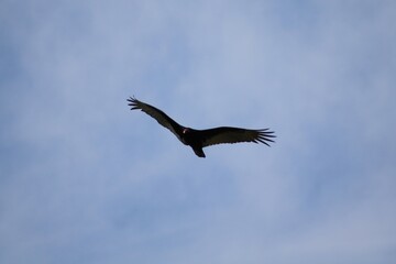 Turkey Vulture flying over Lake Norman