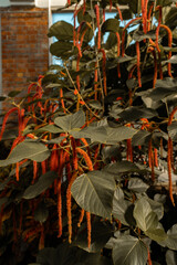 Naklejka premium Gardens, flowers, lifestyle