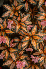 Obraz premium Gardens, flowers, lifestyle