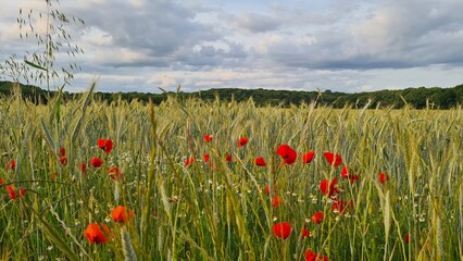 Paysage de champs de blé et de coquelicot dans la vallée de Chevreuse (Île-de-France, France) © Arnaud