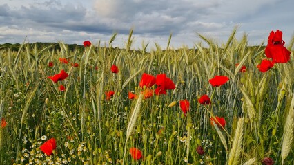 Paysage de champs de blé et de coquelicot dans la vallée de Chevreuse (Île-de-France, France)