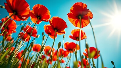 Obraz premium field of poppies