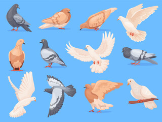 Cartoon pigeons birds. Rock doves city bird animal with feather wing, isolated pigeon flying grey dove group sitting walking pose cute characters set, neat vector illustration