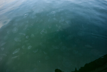 moon jellyfish floating in green coastal waters.