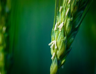 macro of wheat flowers on the green ear