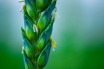 wheat flowering in progress macro