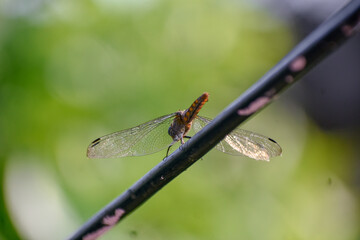 Dragonfly with iridescent wings perched on a wire, back-lit by sunlight.