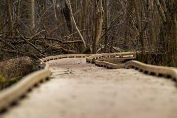 Low perspective of boardwalk path in silent leafless forest.