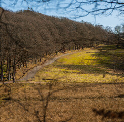 Curving trail through sunlit forest clearing in early spring.