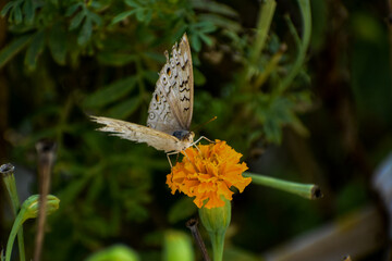Butterfly on a bright orange marigold flower, close-up.