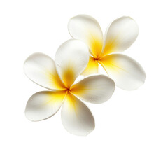 Beautiful frangipani flowers in white background showcasing their delicate petals and vibrant colors, frangipani flower isolated on whiteisolated on white background