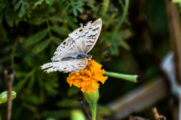 Butterfly on a bright orange marigold flower, close-up.