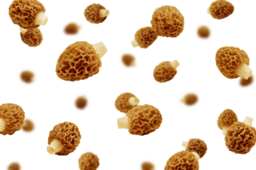 Falling Morel mushroom, Gyromitra isolated on white background, selective focus