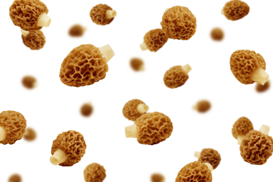 Falling Morel mushroom, Gyromitra isolated on white background, selective focus