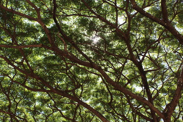 Textura Galhos