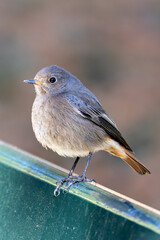 Black Redstart (Phoenicurus ochruros), commonly found in Europe and Asia – spotted in Lisbon