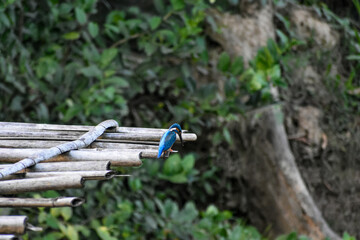 Vibrant common kingfisher perched on bamboo platform. 