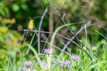 Female American goldfinch perched on a branch in a garden.