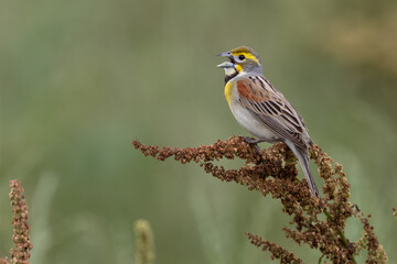 Dickcissel