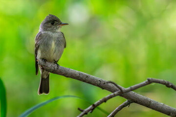 Closeup of an eastern wood-pewee perched on a branch.