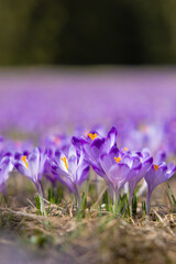 Tatrzańskie krokusy w Dolinie Chochołowskiej, piękny początek wiosny. Tatra crocuses in the Chochołowska Valley, a beautiful beginning of spring.	