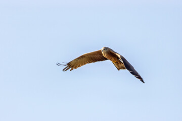 Obraz premium Black Kite (Milvus migrans), commonly found in Europe, Asia, Africa – spotted in Casa de Campo, Spain