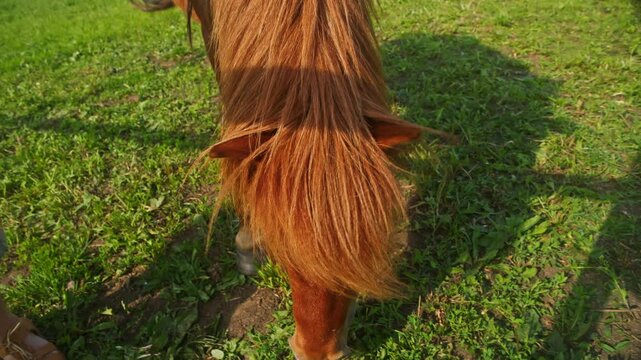 Small foal with long, wavy hair and red fur is grazing in meadow. young girl in pretty dress approaches and gently strokes foal's head.