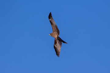 Black Kite (Milvus migrans), commonly found in Europe, Asia, Africa – spotted in Casa de Campo, Spain