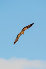 Black Kite (Milvus migrans), commonly found in Europe, Asia, Africa – spotted in Casa de Campo, Spain