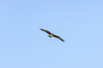 Black Kite (Milvus migrans), commonly found in Europe, Asia, Africa – spotted in Casa de Campo, Spain