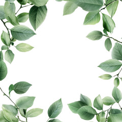 Fototapeta premium Green leafy branches arranged in a closeup view isolated on a Transparent background showcasing natural beauty, Closeup view green leafy branches isolated on PNG background