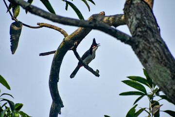 Red-whiskered bulbul perched on a tree branch, clear sky background.
