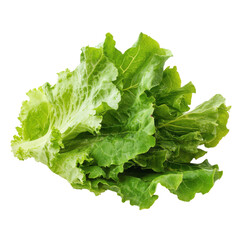 Fresh green lettuce leaves isolated on a clean Transparent background showcasing their vibrant color and texture, Lettuce leaves isolated on PNG background
