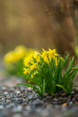 Cluster of bright yellow daffodils growing on gravel.